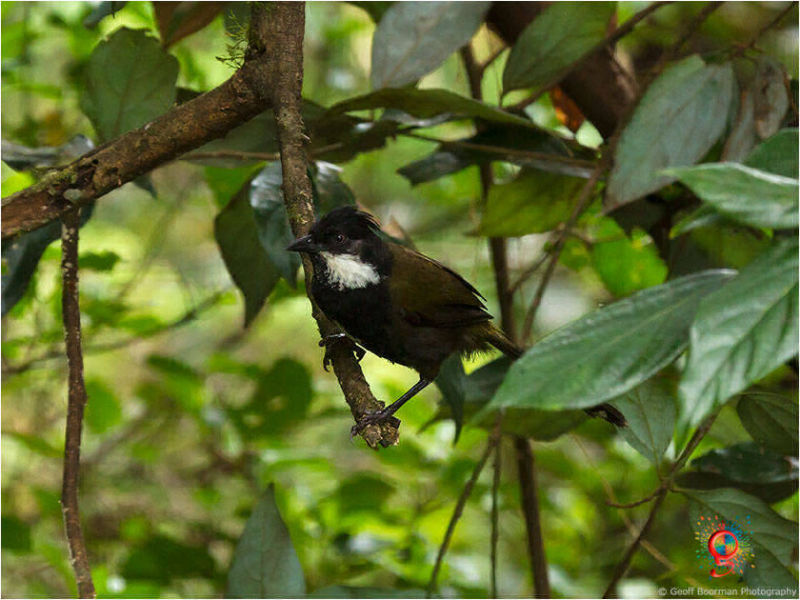 Eastern Whipbird at Wombolly