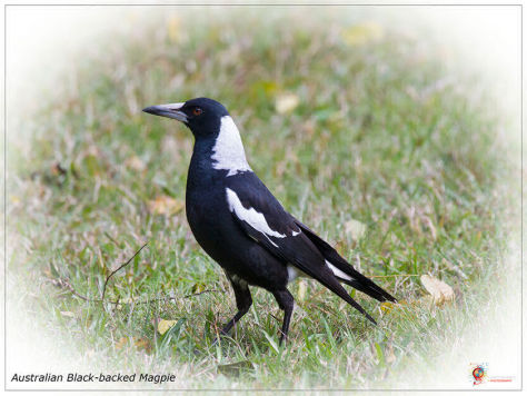 Australian Black-backed Magpie at Wombolly