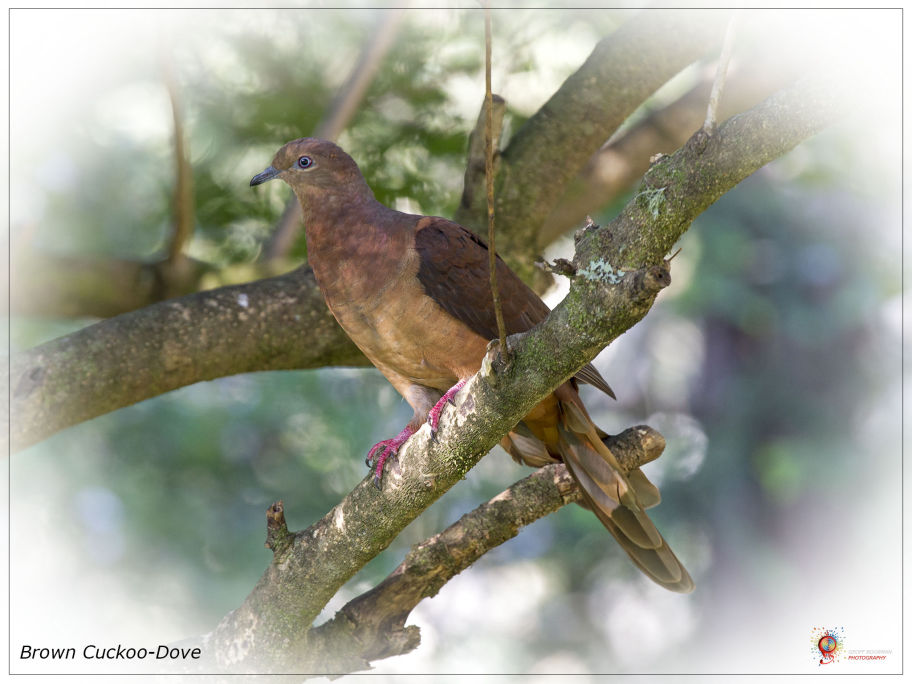 Brown Cuckoo-Dove at Wombolly