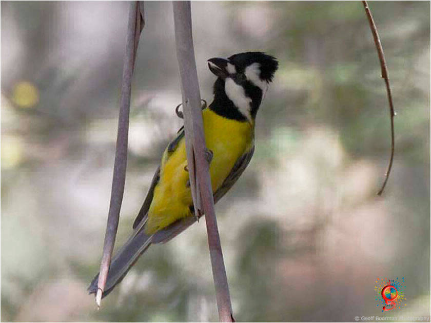 Crested Shrike-tit at Wombolly