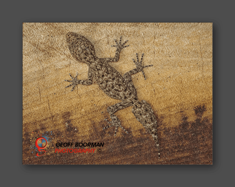 Southern Leaf-tailed Gecko at Wombolly