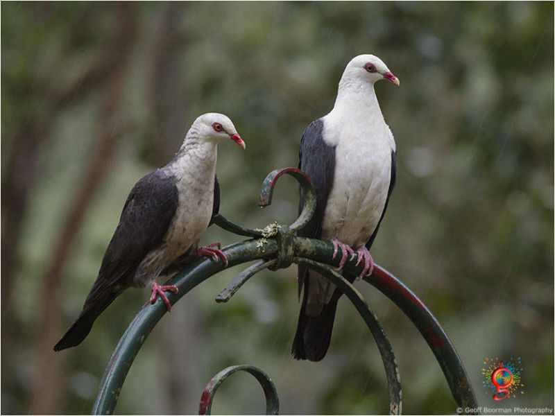 White-headed Pigeons at Wombolly