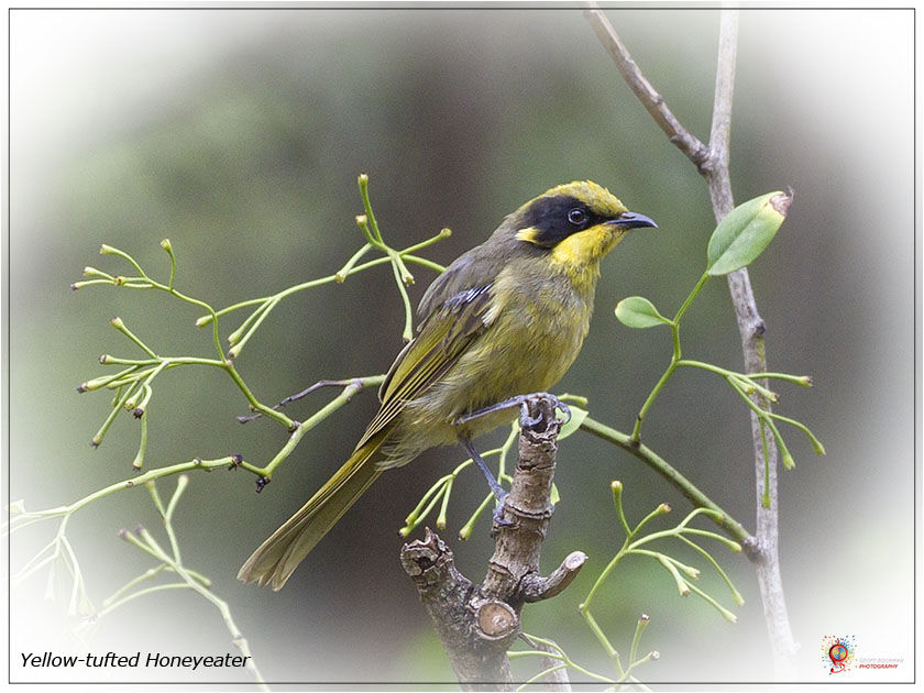 Yellow-tufted Honey-eater at Wombolly