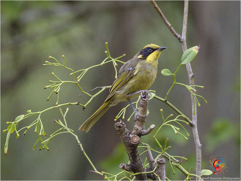 Yellow-tufted Honeyeater at Wombolly