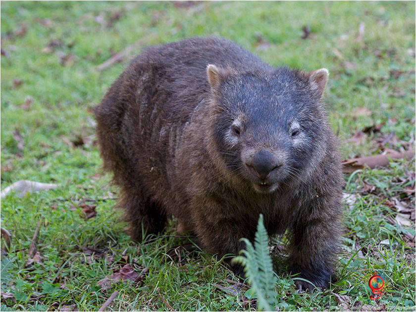Wombats at Wombolly