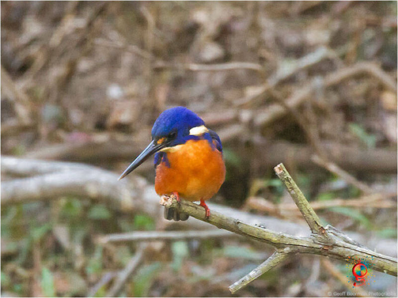Azure Kingfisher at Wombolly