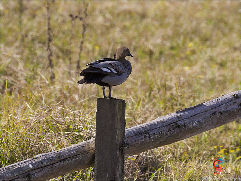 Australian Wood-duck at Wombolly