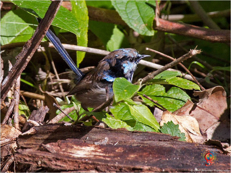 Male Superb Fairy-wren at Wombolly
