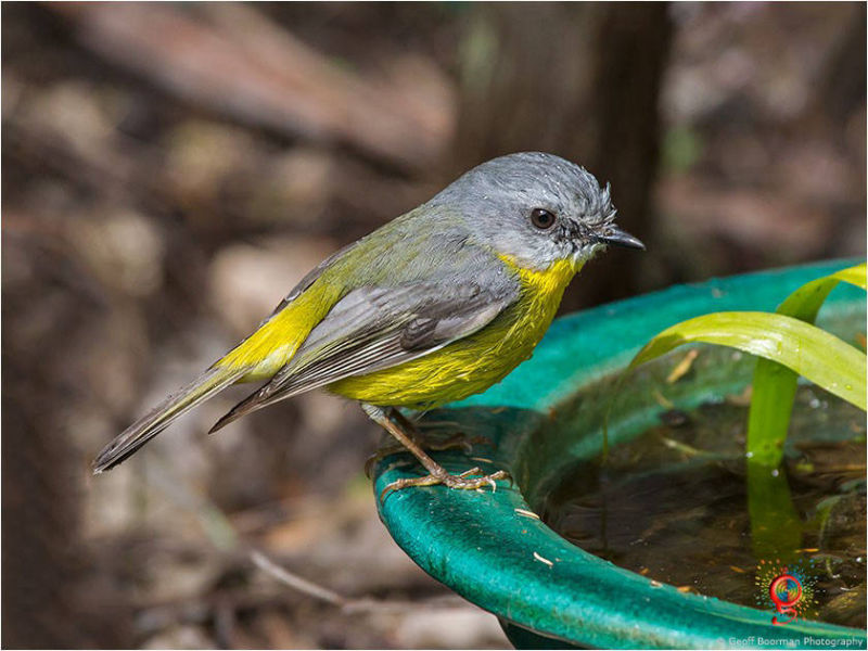 Eastern Yellow Robin at Wombolly