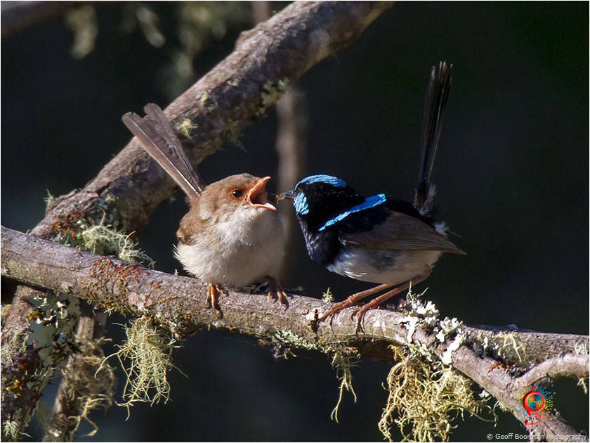 Male feeding young Superb Fairy-wren at Wombolly