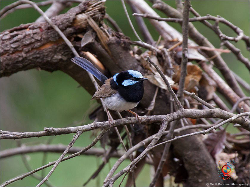 Male Superb Fairy-wren at Wombolly