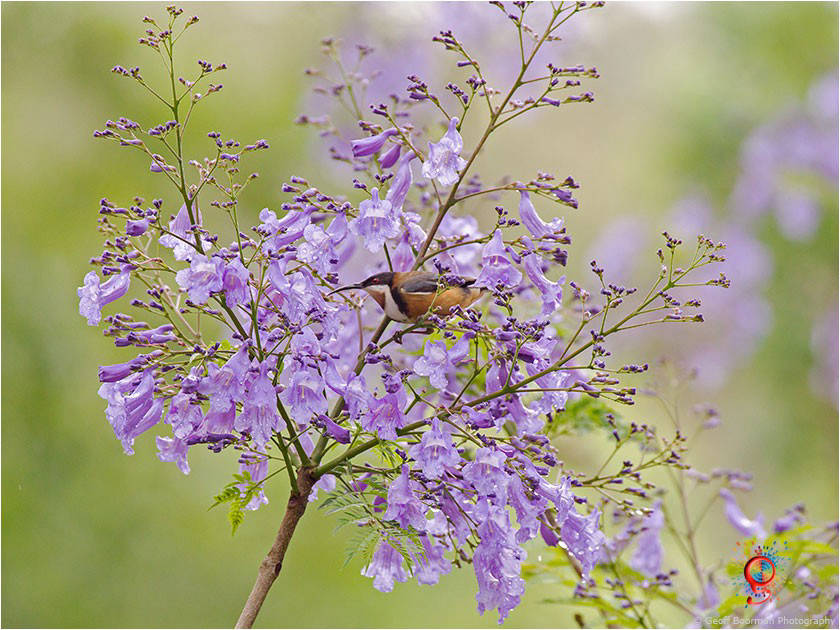 Eastern Spinebill at Wombolly