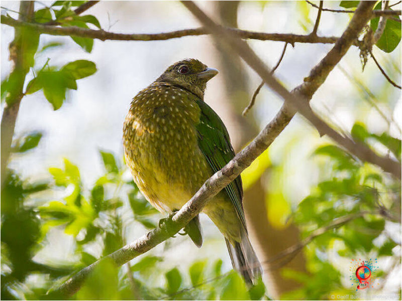 Green Catbird at Wombolly