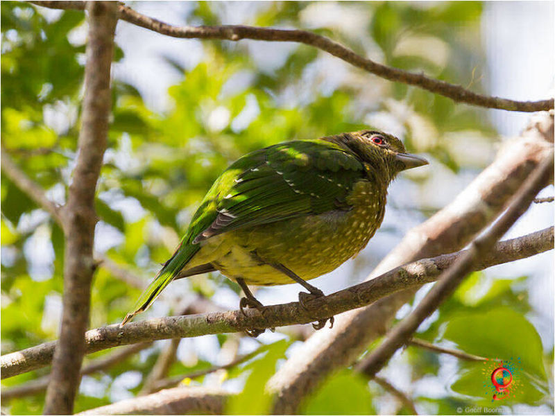 Green Catbird at Wombolly
