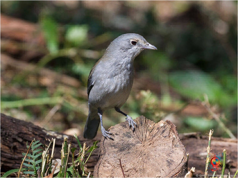 Grey Shrike-thrush at Wombolly