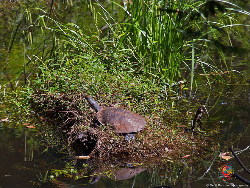 Turtles at Wombolly