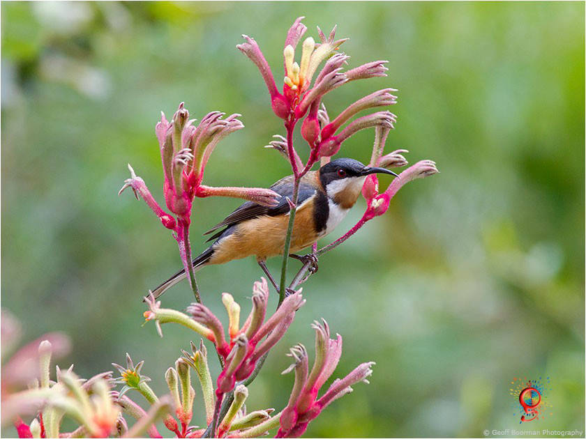Eastern Spinebill at Wombolly