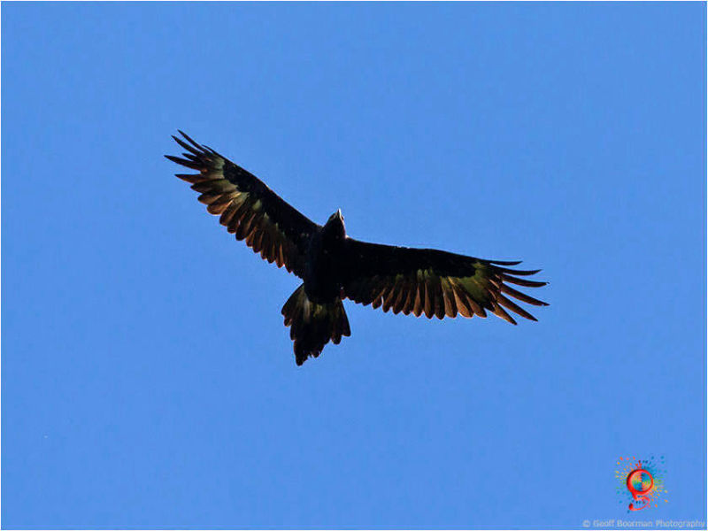 Wedge-tailed Eagle over Wombolly