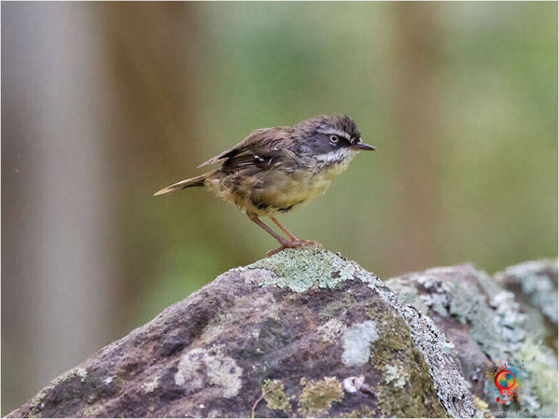 White-browed Scrubwren at Wombolly