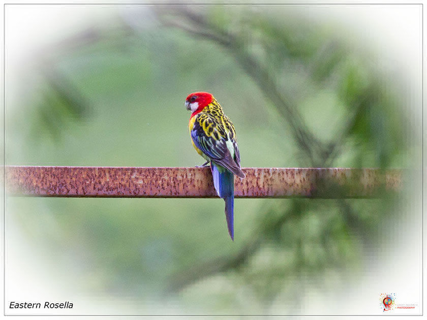 Eastern Rosella at Wombolly