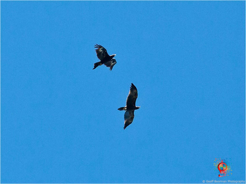 Wedge-tailed Eagles over Wombolly