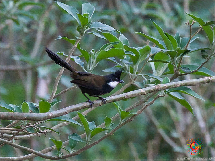 Eastern Whipbird at Wombolly