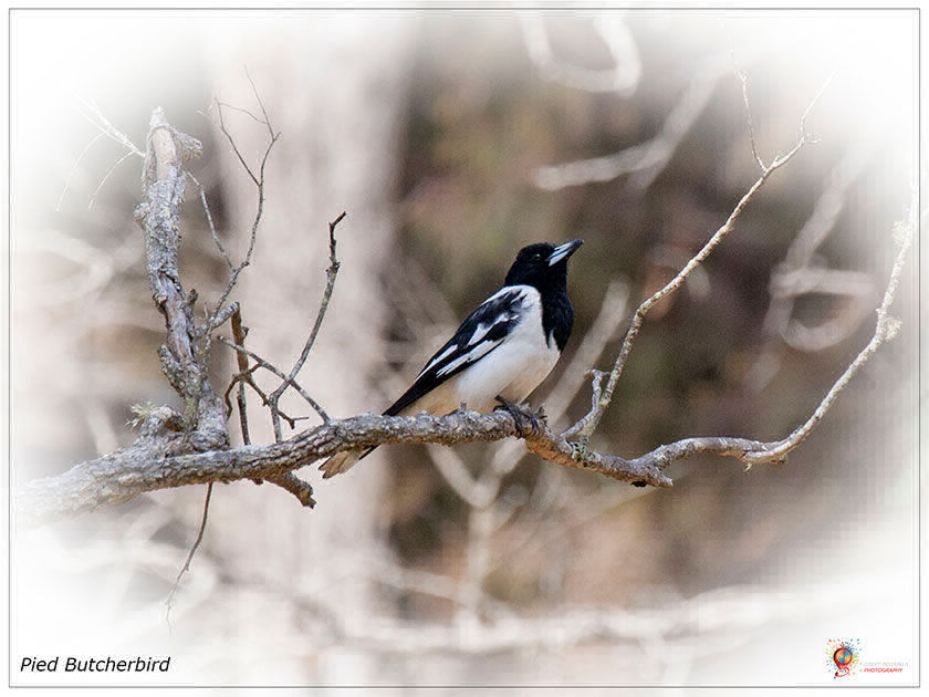 Pied Butcherbird at Wombolly