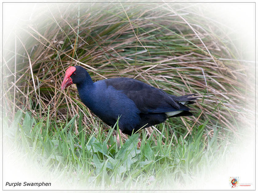 Purple Swamphen at Wombolly