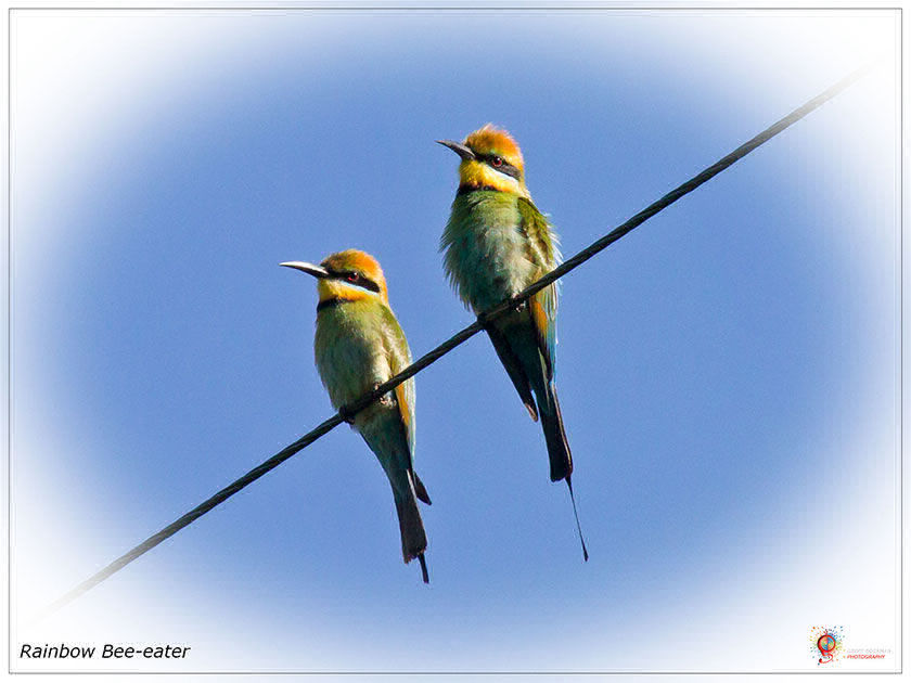 Rainbow Bee-eaters at Wombolly