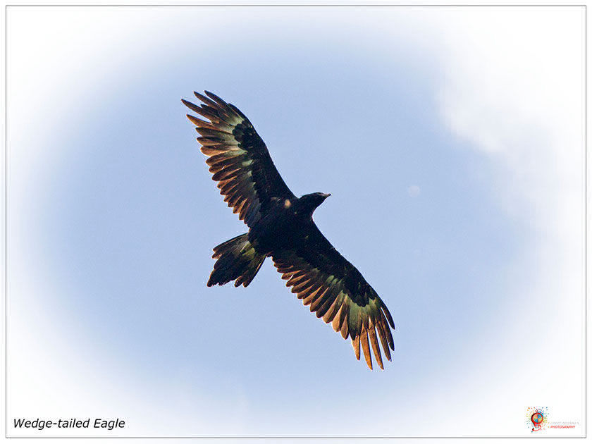 Wedge-tailed Eagle over Wombolly