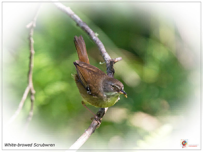 White-browed Scrubwren at Wombolly