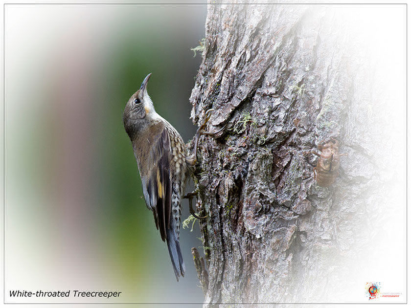 White-throated Treecreeper at Wombolly