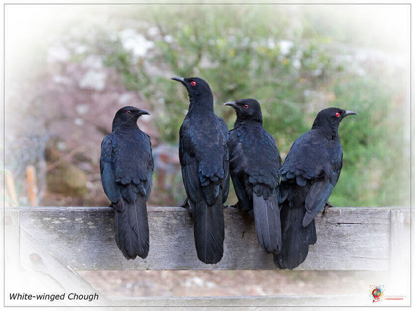White-winged Choughs at Wombolly