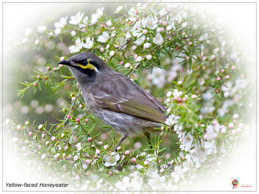 Yellow-faced Honeyeater at Wombolly