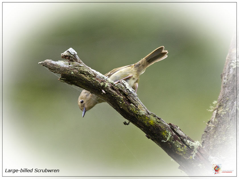 Large-billed-Scrubwren at Wombolly